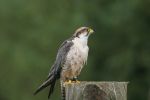 2008-08 Hawk Conservancy